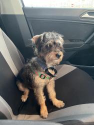 Found/Stray Male Dog last seen Towne Center Food Court , Lake Forest, CA 92610