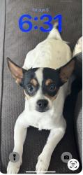 Lost Male Dog last seen Near s :350 e, Sandy, UT 84070