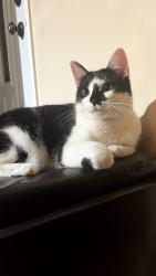 Lost Female Bird last seen Mississauga Valley, Mississauga, ON L5A