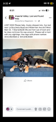 Lost Male Dog last seen Imperial ave, El Centro, CA 92243