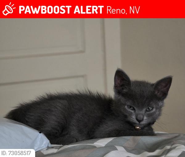Lost Male Cat last seen Plumas St and Marsh Ave., Reno, NV 89509