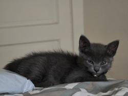 Lost Male Cat last seen Plumas St and Marsh Ave., Reno, NV 89509