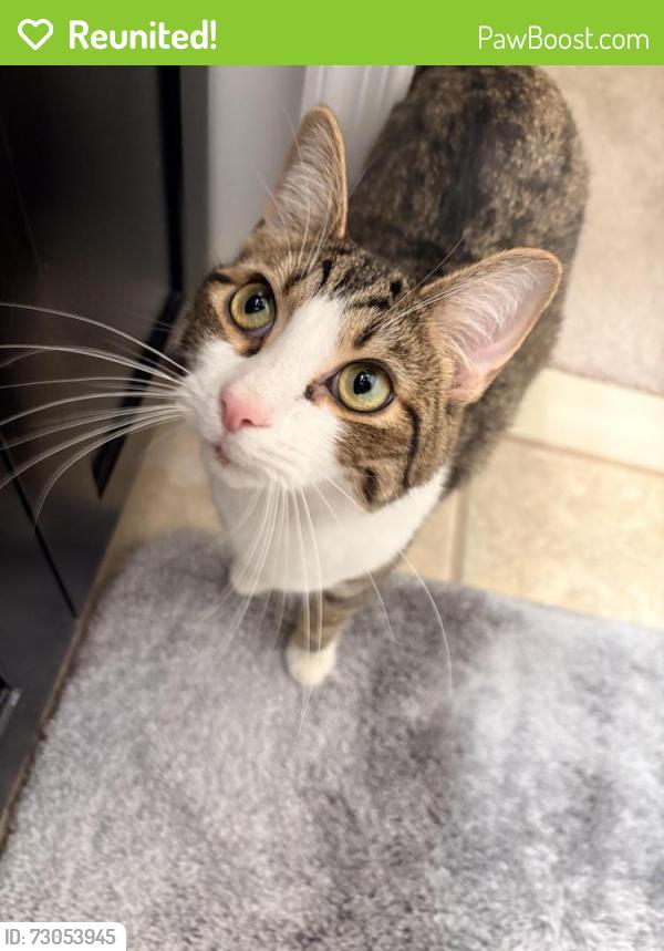 Reunited Male Cat last seen Newcut Road, Clarksburg, MD 20871