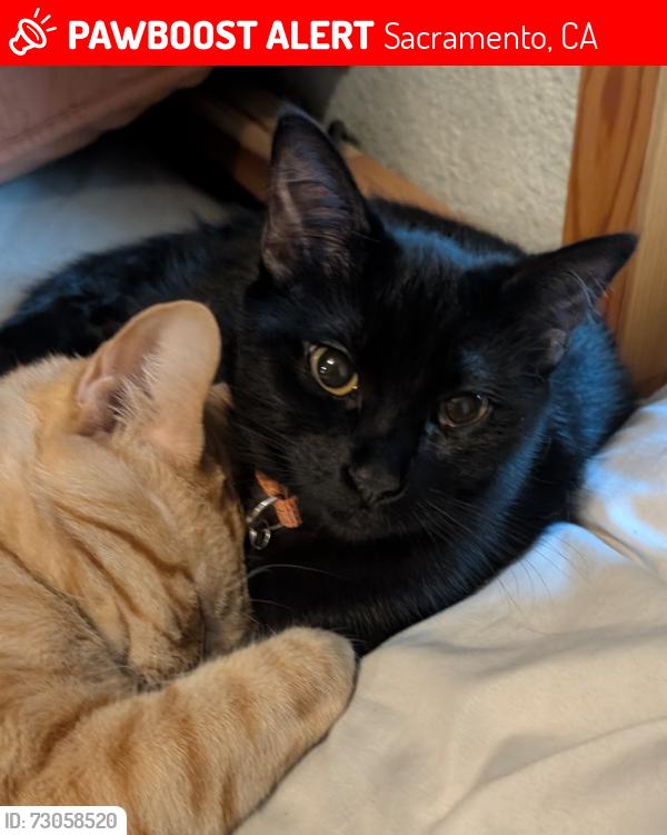 Lost Female Cat last seen 34th and 20th Ave, Sacramento, CA 95820