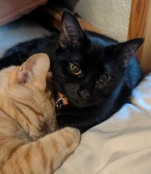 Lost Female Cat last seen 34th and 20th Ave, Sacramento, CA 95820