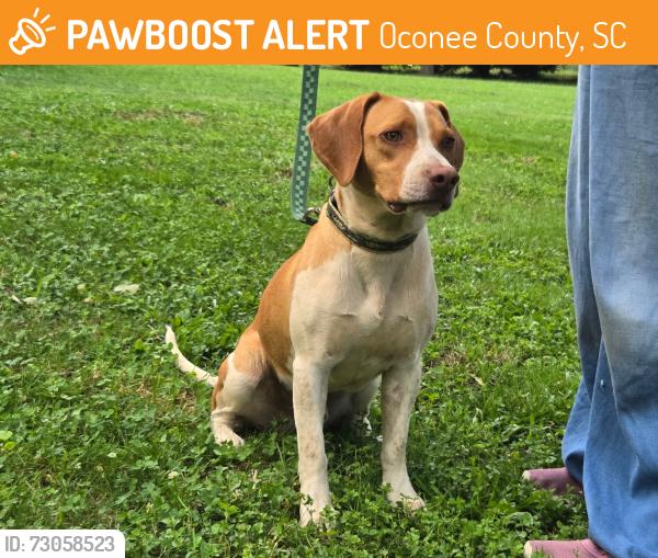 Found/Stray Male Dog last seen Intersection of Cheohee Valley and Whitmire Church Roads, Oconee County, SC 29686