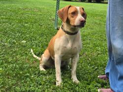 Found/Stray Male Dog last seen Intersection of Cheohee Valley and Whitmire Church Roads, Oconee County, SC 29686
