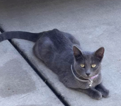 Reunited Female Cat last seen Westfield Ave and Westwood Ave, Porterville, CA, Porterville, CA 93257