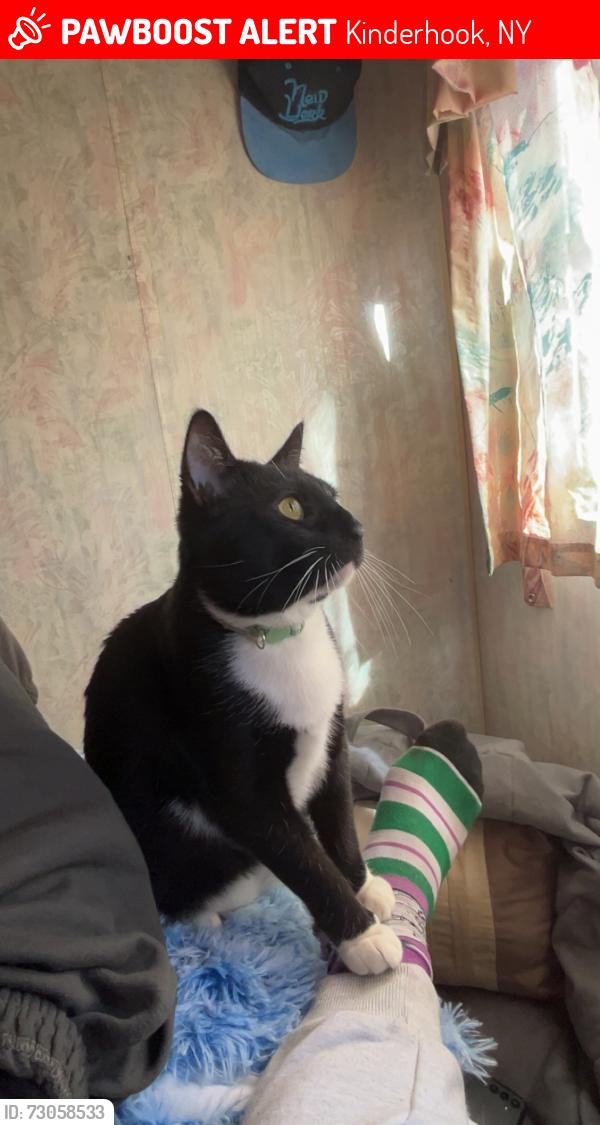 Lost Male Cat last seen Valatie, Kinderhook, NY 12106