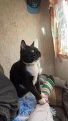 Lost Male Cat last seen Valatie, Kinderhook, NY 12106