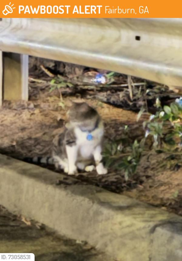 Found/Stray Unknown Cat last seen Publix parking lot near RuChDa Wings , Fairburn, GA 30213