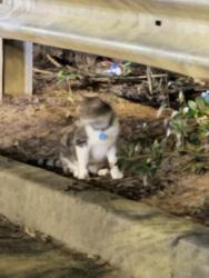 Found/Stray Unknown Cat last seen Publix parking lot near RuChDa Wings , Fairburn, GA 30213