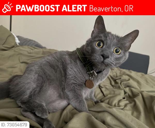 Lost Female Cat last seen SW Gingham Ln Beaverton, OR 97008, Beaverton, OR 97008
