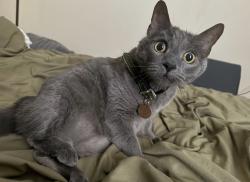 Lost Female Cat last seen SW Gingham Ln Beaverton, OR 97008, Beaverton, OR 97008