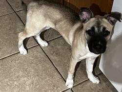 Lost Female Dog last seen Colonial blvd and lake worth rd, Greenacres, FL 33463