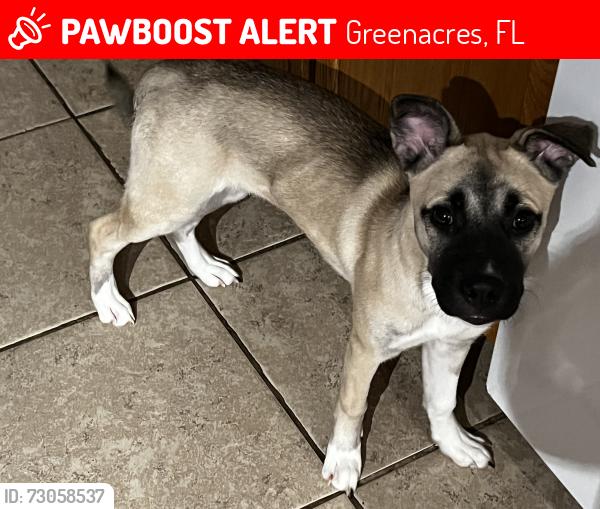 Lost Female Dog last seen Colonial blvd and lake worth rd, Greenacres, FL 33463