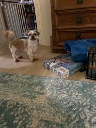 Lost Female Dog last seen Frog Pond Rd. —24/27, Oakboro, NC 28129