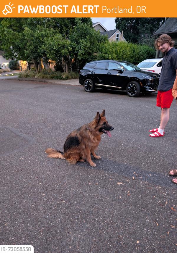 Found/Stray Female Dog last seen N Richards St & N Midway Ave, Portland, OR 97203
