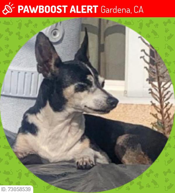 Lost Male Dog last seen 144th and Menlo , Gardena, CA 90249