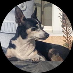 Lost Male Dog last seen 144th and Menlo , Gardena, CA 90249