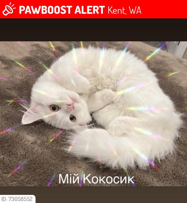 Lost Male Cat last seen 289/179 132 Kent wa , Kent, WA 98042
