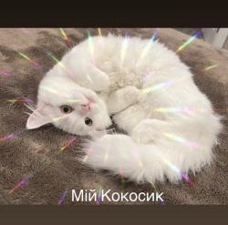 Lost Male Cat last seen 289/179 132 Kent wa , Kent, WA 98042
