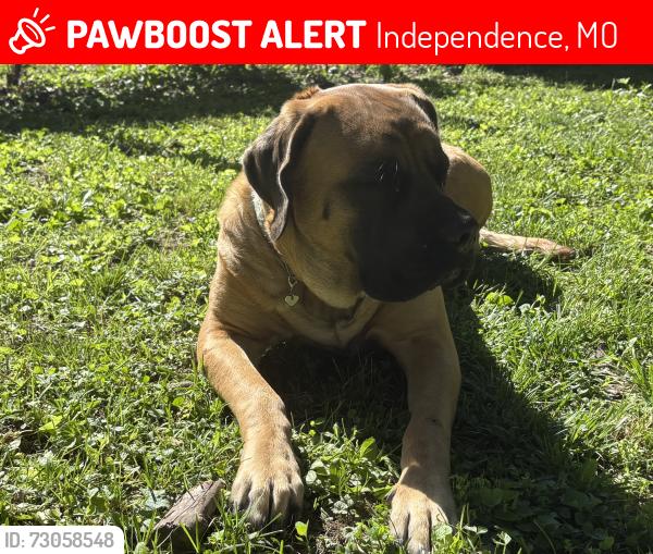 Lost Male Dog last seen Near E winner rd, Independence, MO 64053