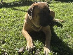 Lost Male Dog last seen Near E winner rd, Independence, MO 64053
