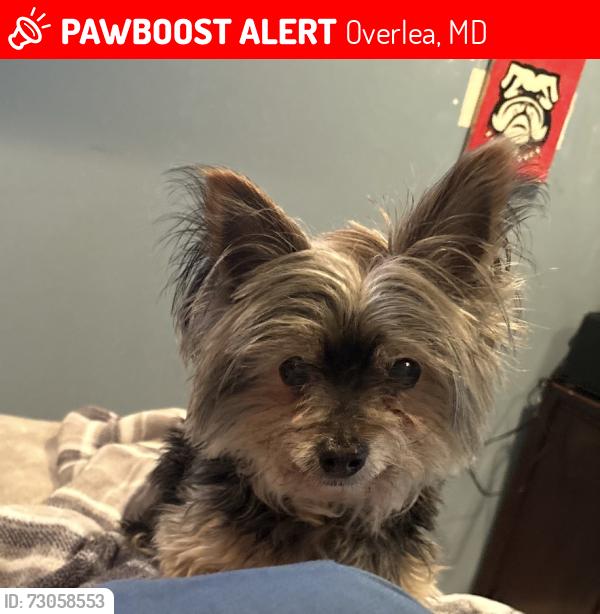 Lost Male Dog last seen Wawa , Overlea, MD 21236