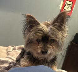 Lost Male Dog last seen Wawa , Overlea, MD 21236