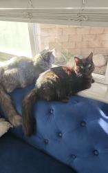 Lost Female Cat last seen Hermosa ave limón st, Rancho Cucamonga, CA 91737