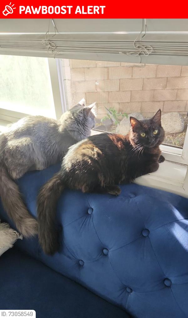 Lost Female Cat last seen Hermosa ave limón st, Rancho Cucamonga, CA 91737