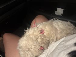 Found/Stray Female Dog last seen sarah ann miller park, Tucson, AZ 85746