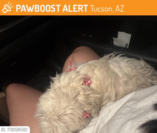 Found/Stray Female Dog last seen sarah ann miller park, Tucson, AZ 85746