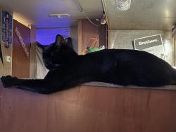 Lost Male Cat last seen Cypress meadows drive , Houston, TX 77429
