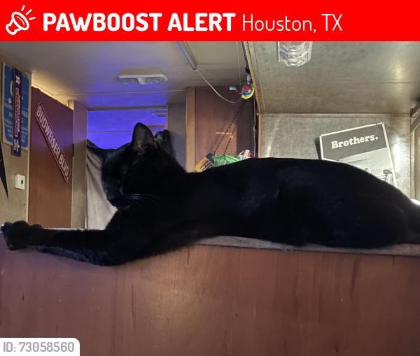 Lost Male Cat last seen Cypress meadows drive , Houston, TX 77429