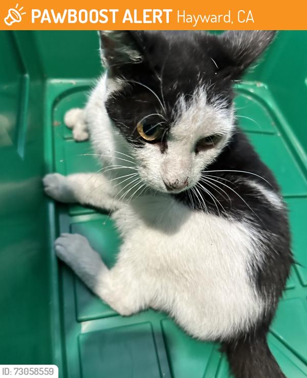 Found/Stray Unknown Cat last seen Miami Ave and Florida Street, Hayward, CA 94545