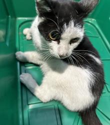 Found/Stray Unknown Cat last seen Miami Ave and Florida Street, Hayward, CA 94545