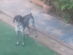 Reunited Female Dog last seen Mile Stretch, Holiday, FL 34690