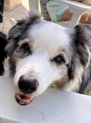 Reunited Male Dog last seen Lexington road, Green Oaks, IL 60048