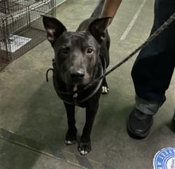 Shelter Stray Male Dog last seen , 1850 W 60th St, Los Angeles, CA 90047, USA