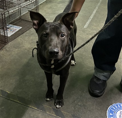 Shelter Stray Male Dog last seen , 1850 W 60th St, Los Angeles, CA 90047, USA