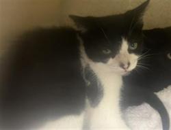 Shelter Stray Male Cat last seen , 11361 W Pico Blvd, Los Angeles, CA 90064, USA