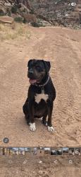 Reunited Female Dog last seen Andrew Ln, Reno, NV 89521