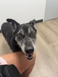 Found/Stray Female Dog last seen Hwy 74 between Union School and S Chicken in Rowland, NC, Rowland, NC 28383