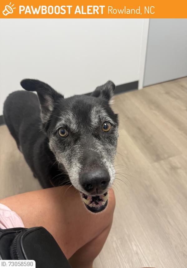 Found/Stray Female Dog last seen Hwy 74 between Union School and S Chicken in Rowland, NC, Rowland, NC 28383