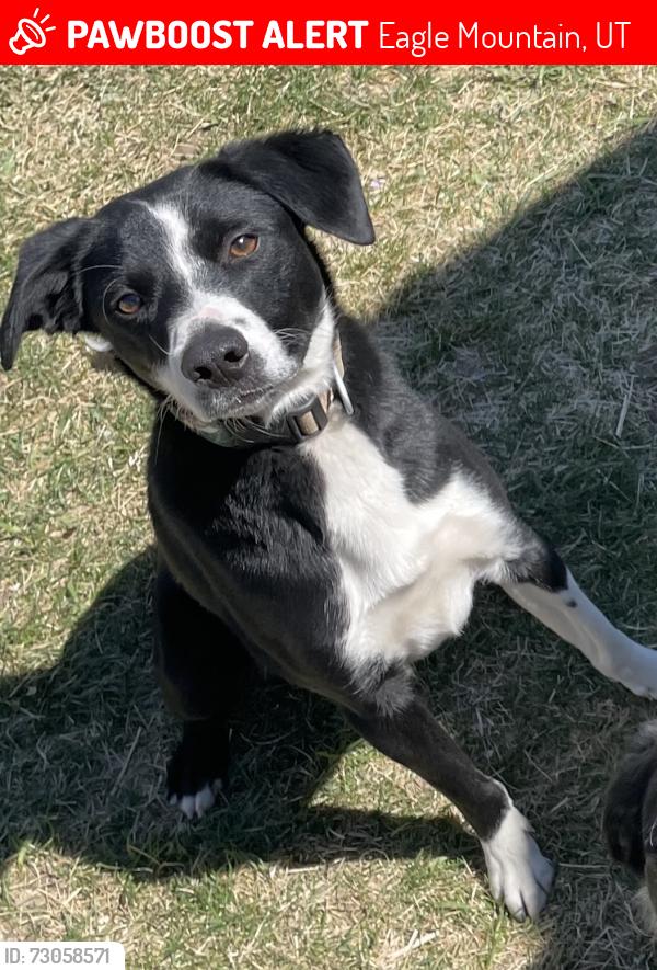 Lost Male Dog last seen Eagle Mountain Boulevard, Eagle Mountain, UT 84005
