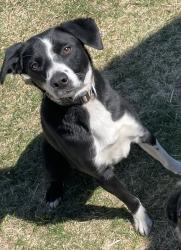Lost Male Dog last seen Eagle Mountain Boulevard, Eagle Mountain, UT 84005