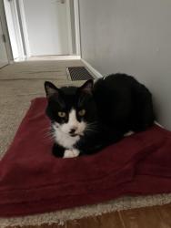 Lost Male Cat last seen Wilkens Lane, Beaverton, OR 97008