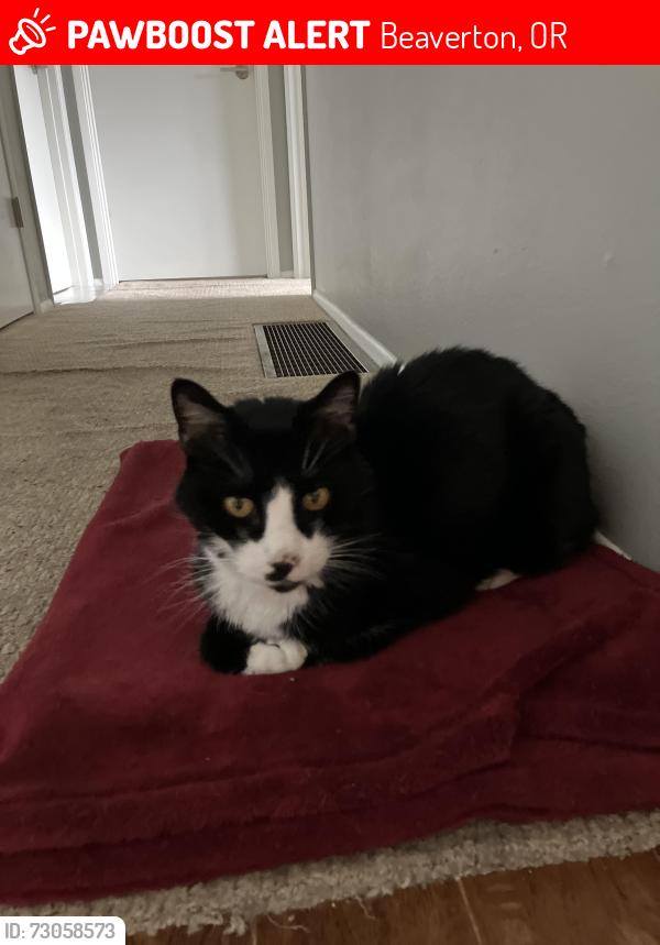 Lost Male Cat last seen Wilkens Lane, Beaverton, OR 97008